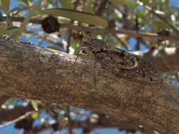 Sivun Cicada barbara (Stal 1866) kuva