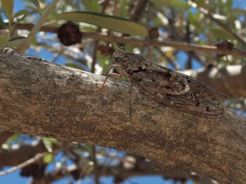 Image of Cicada barbara (Stal 1866)