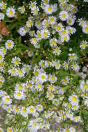 Image of eastern daisy fleabane