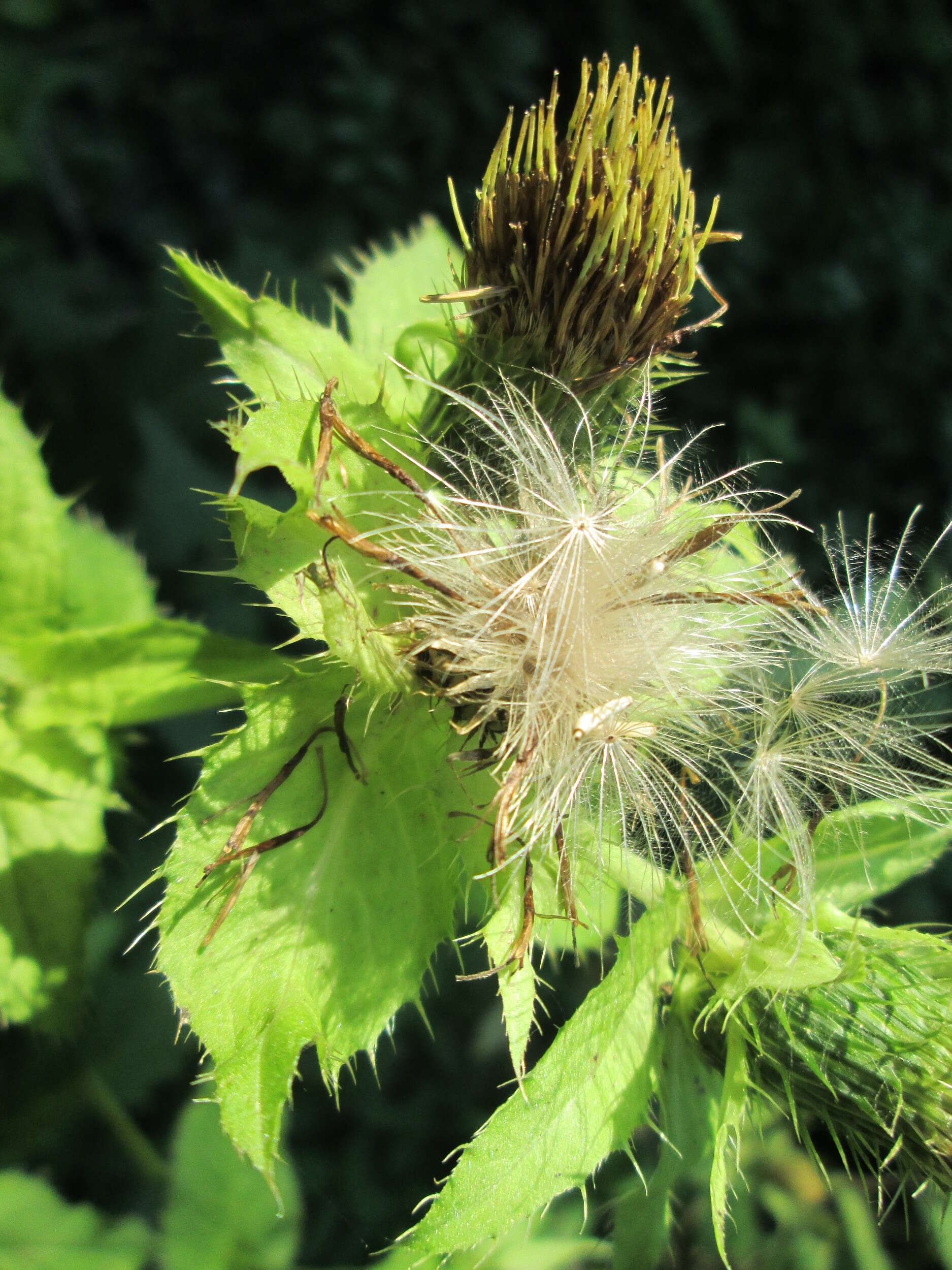 Image of Cabbage Thistle