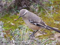 Image of Patagonian Mockingbird