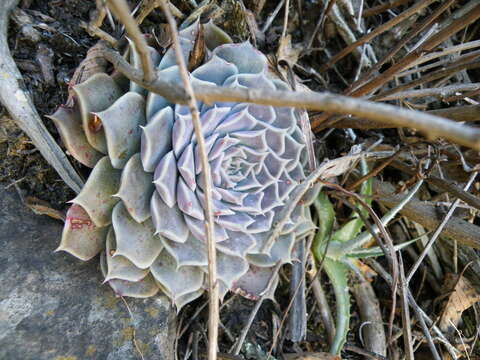 Image of hens and chicks