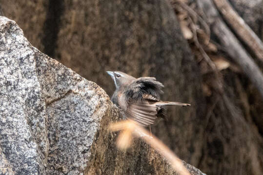 Image of Five-striped Sparrow