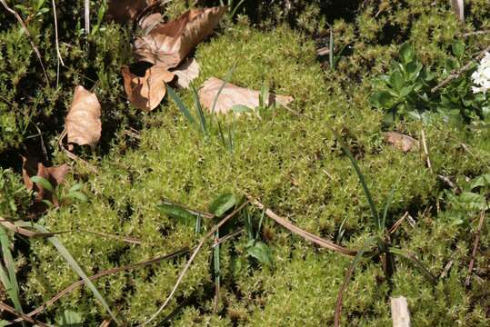 Image of common green bryum moss