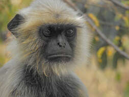 Image of Northern plains gray langur