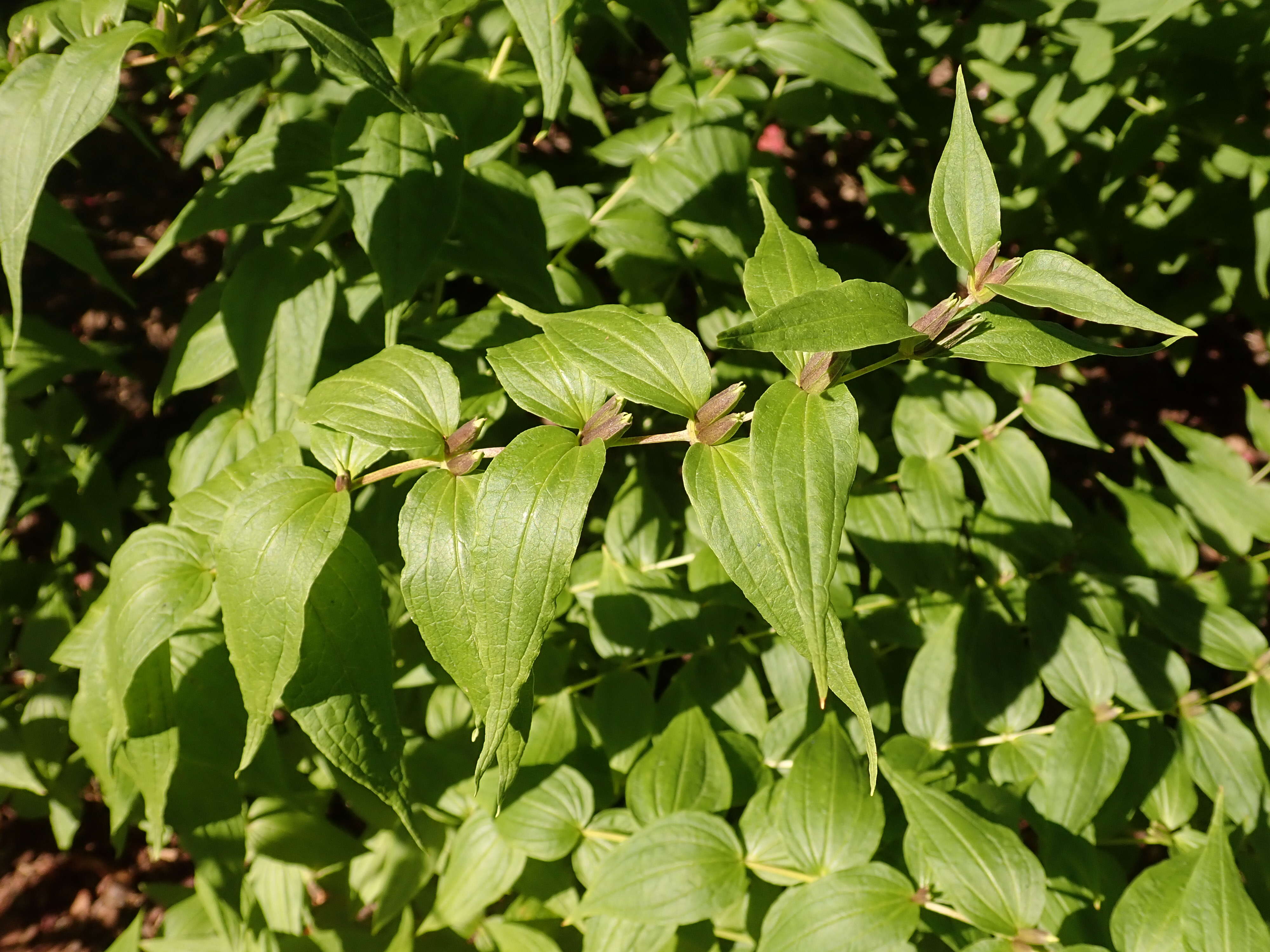 Gentiana asclepiadea L.的圖片