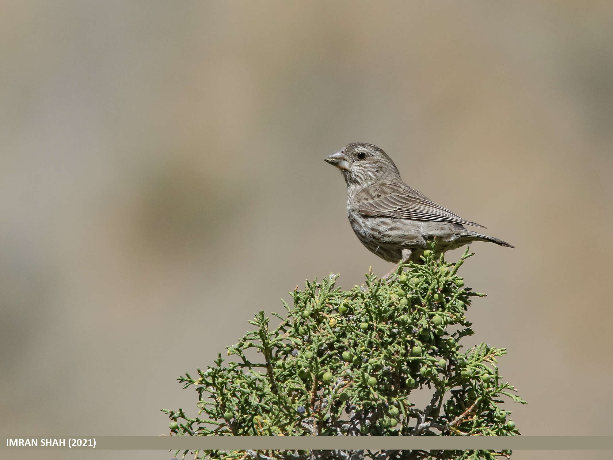 Plancia ëd Carpodacus rhodochlamys (Brandt & JF 1843)