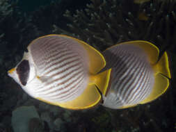 صورة Chaetodon adiergastos Seale 1910