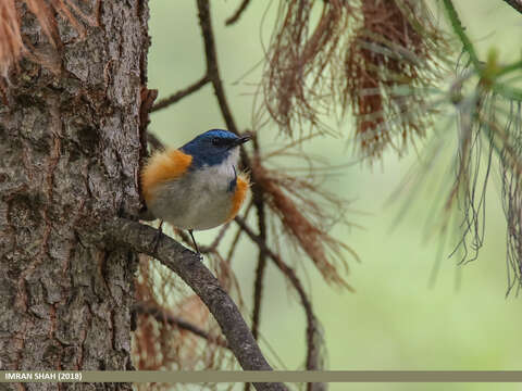 Image of Orange-flanked Bush-Robin