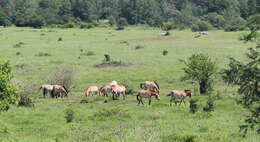 Image of Asian Wild Horse