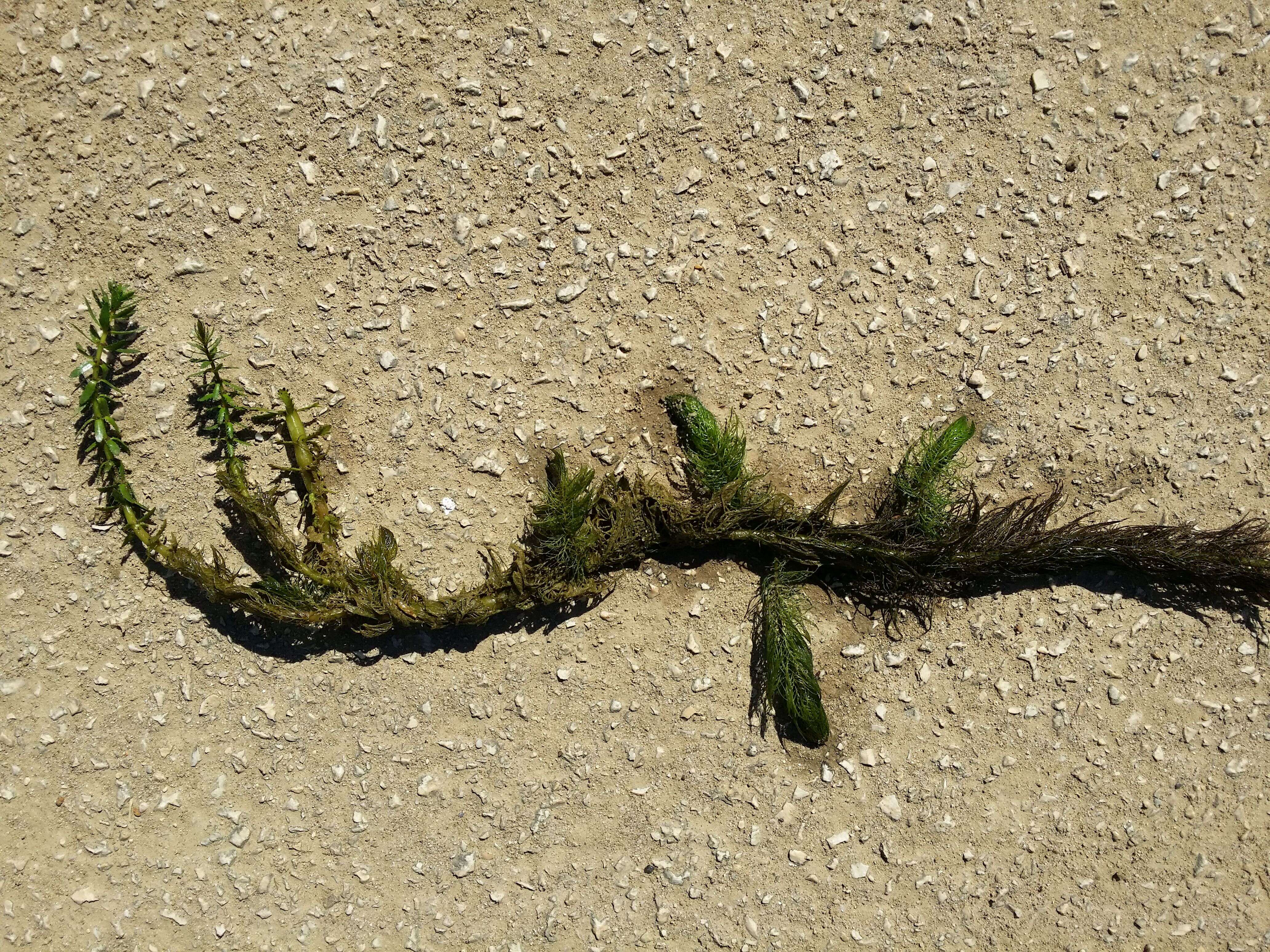 Image of twoleaf watermilfoil