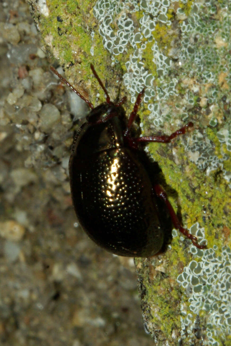 Image of Chrysolina bankii