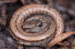 Image of California Slender Salamander