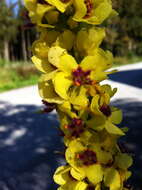 Verbascum nigrum L. resmi