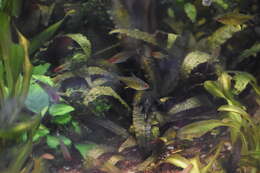 Image of Lemon tetra