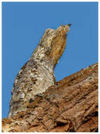 Image of Great Potoo