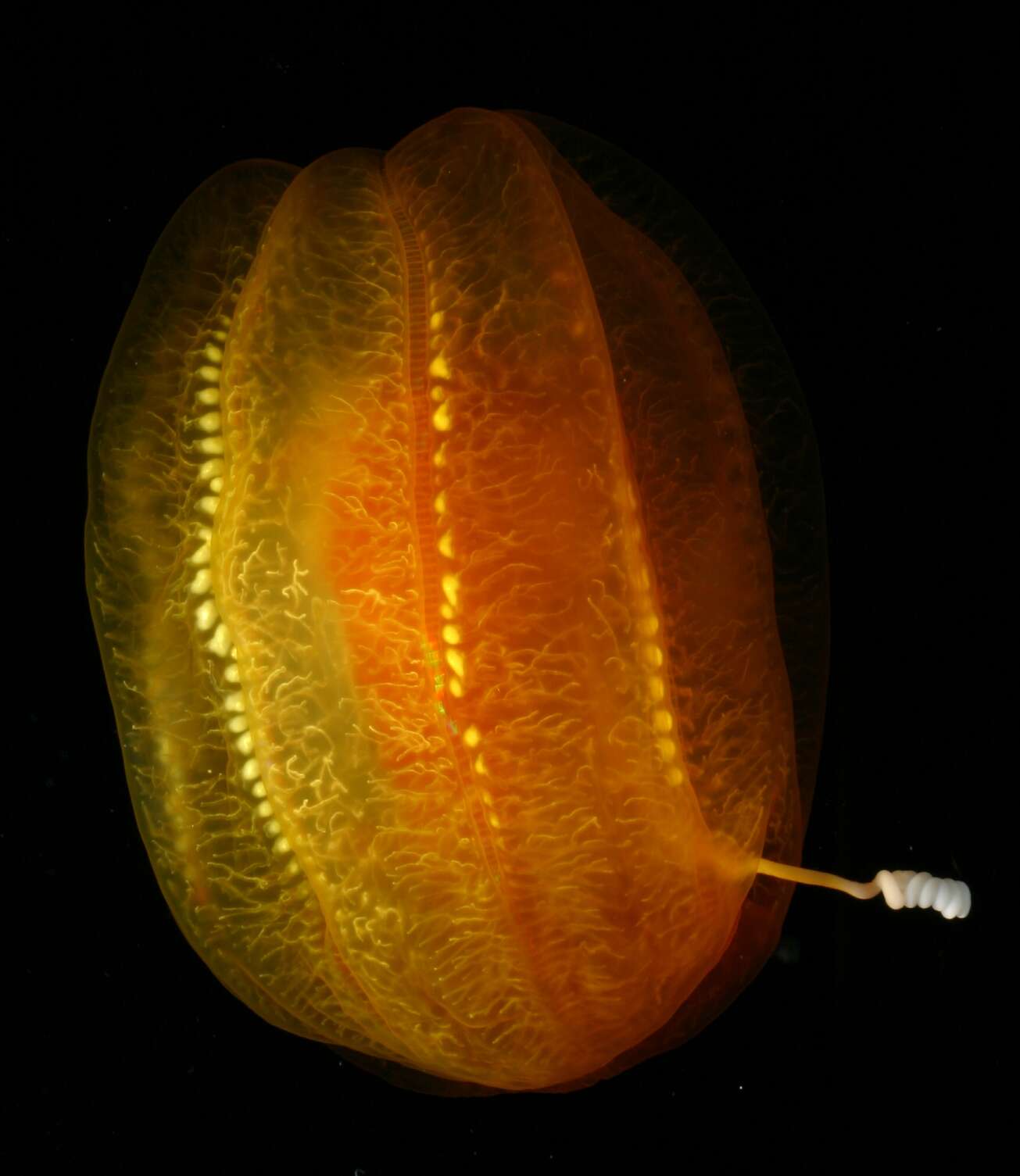 Image de Aulacoctenidae Lindsay & Miyake 2007