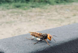 Image of Asian giant hornet