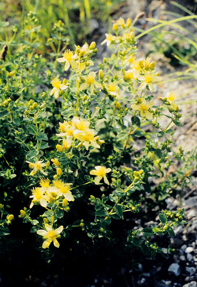 Image of spotted St. Johnswort