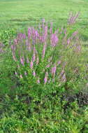 Image of Purple Loosestrife