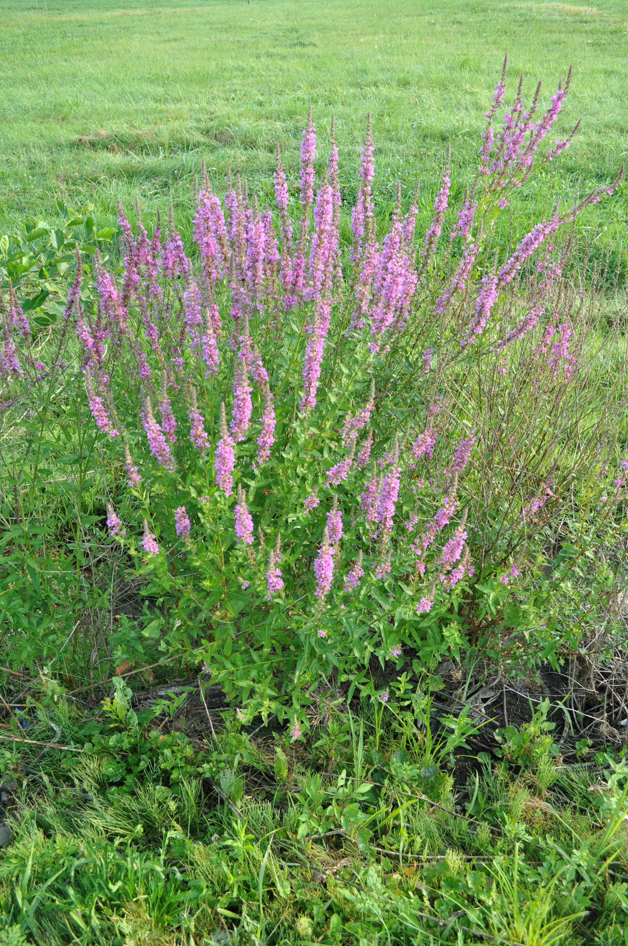 Image of Purple Loosestrife