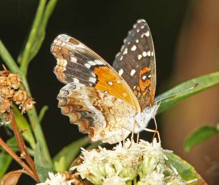 Image of Anthanassa texana