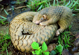 Image de Grand pangolin de l'Inde