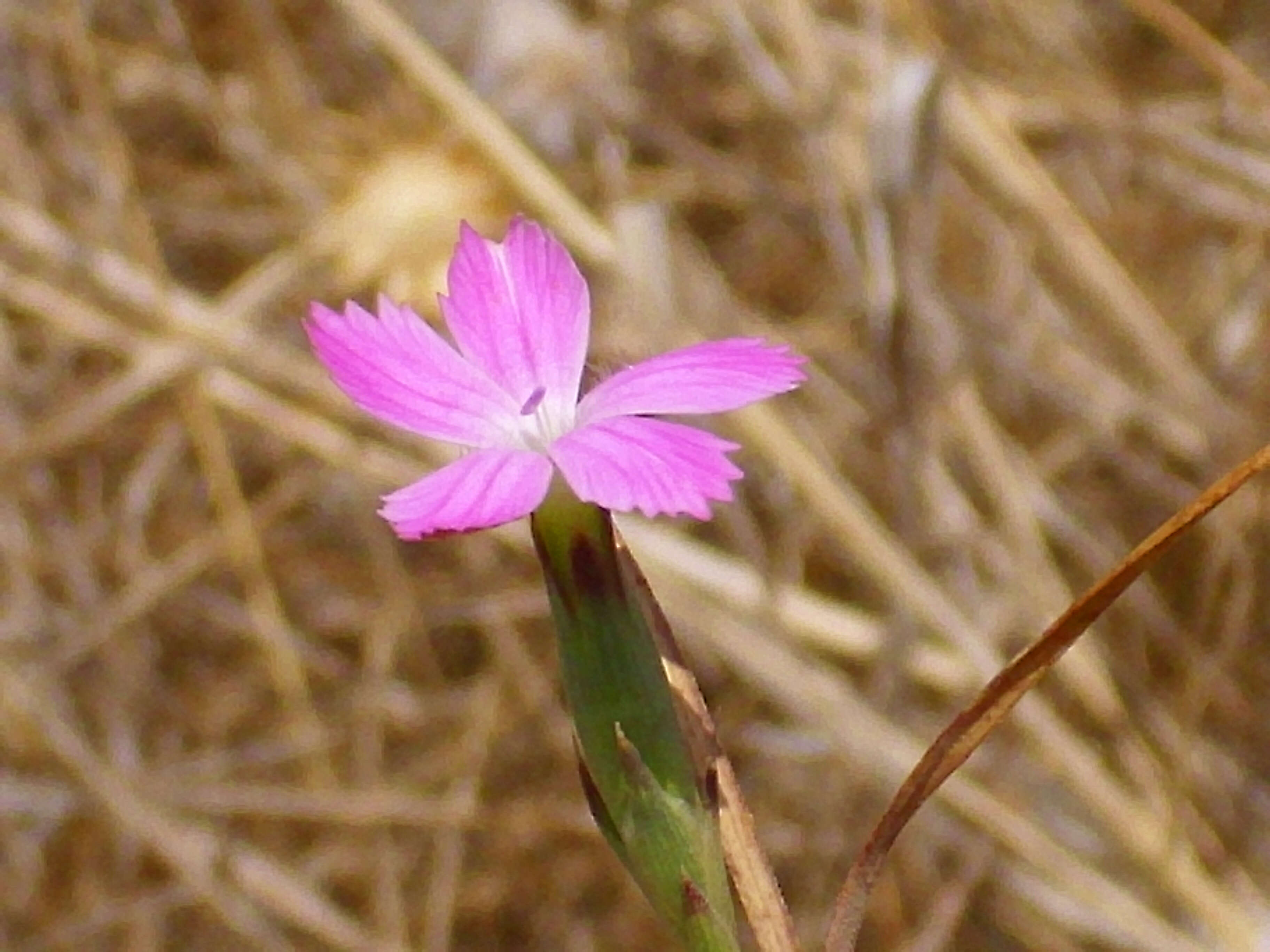 Image of Dianthus pungens L.