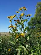 Inula helenium L. resmi