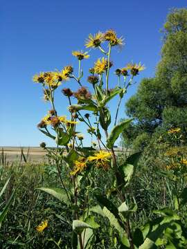 Image of Elecampane