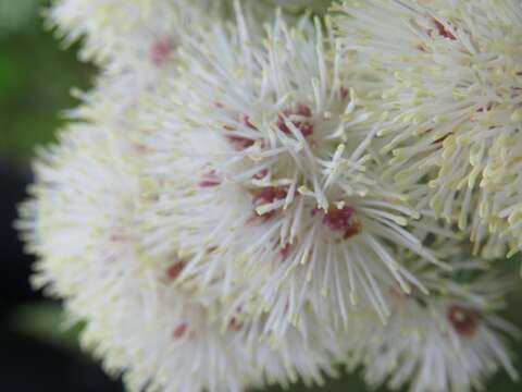 Image of Thalictrum aquilegiifolium