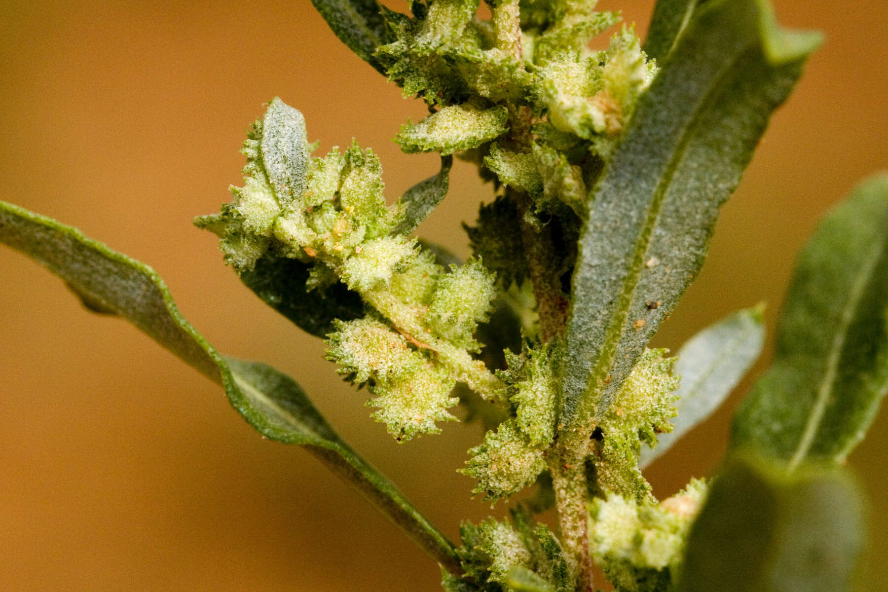 Image of wheelscale saltbush