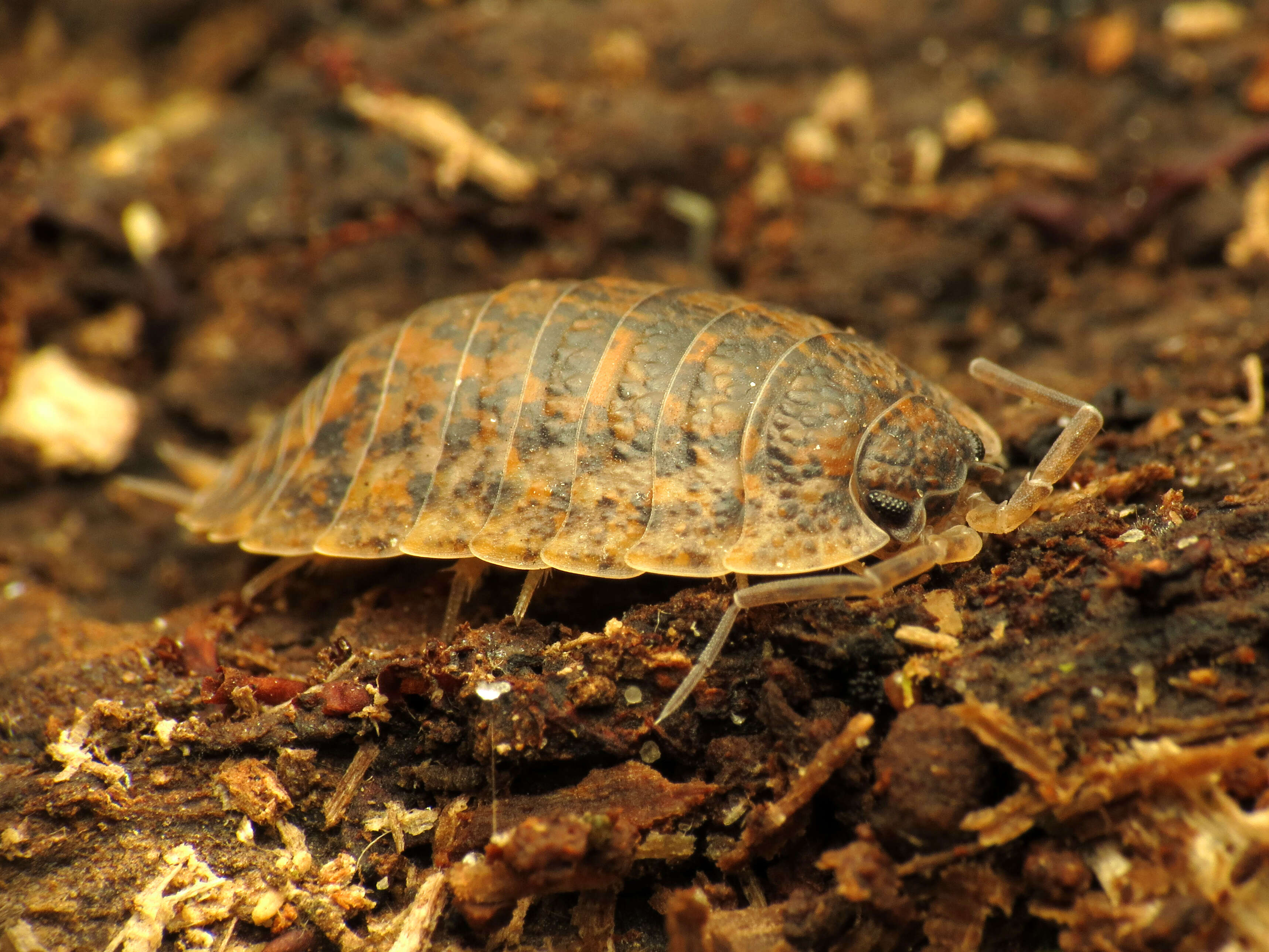 Image of Isopod