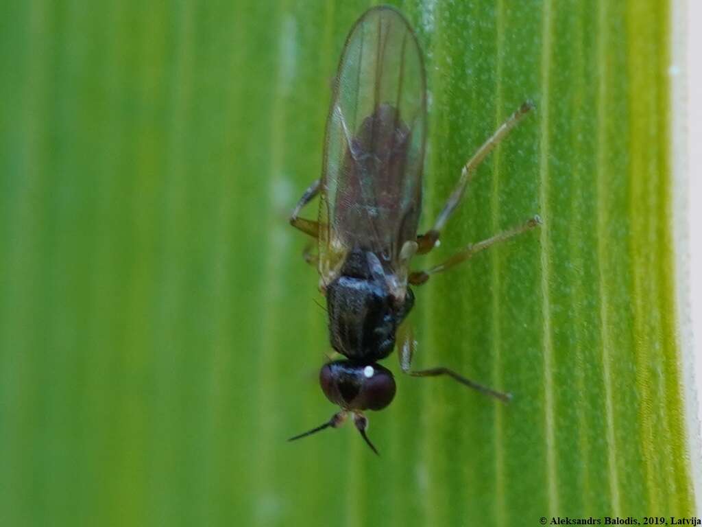 Image of Elachiptera cornuta (Fallen 1820)