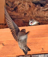 Image of Eurasian Crag Martin