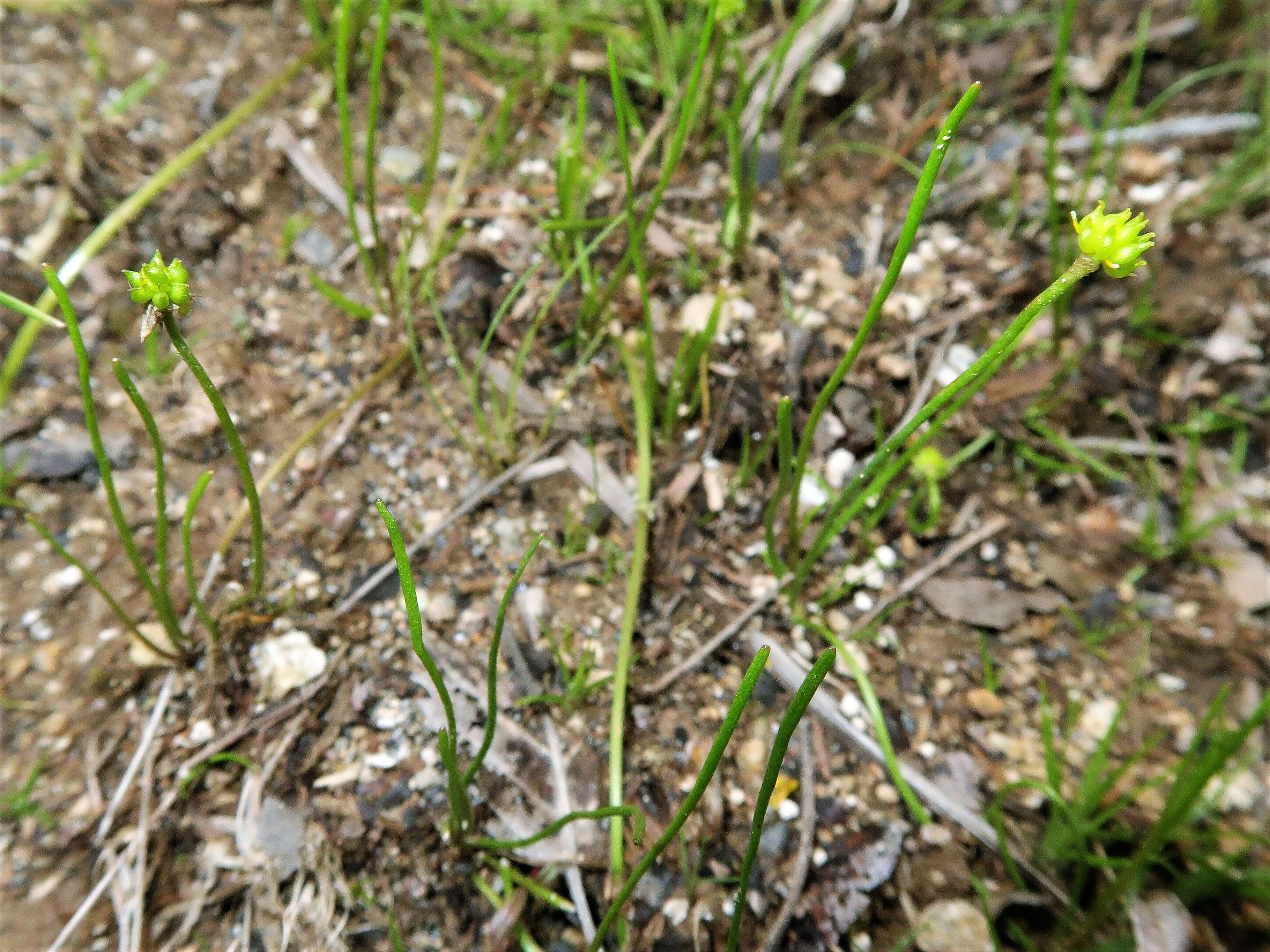 Ranunculus reptans L. resmi