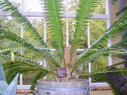 Image of Jozini Cycad