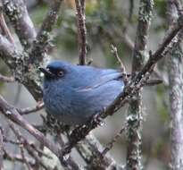 Image of Bluish Flower-piercer