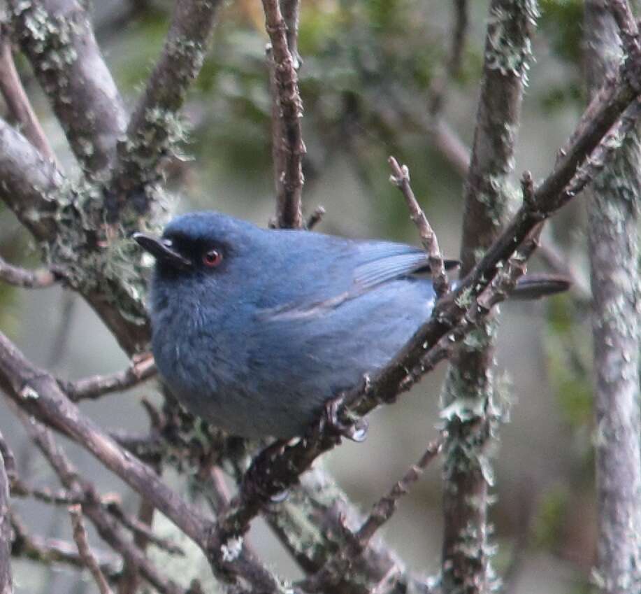 Image of Bluish Flower-piercer