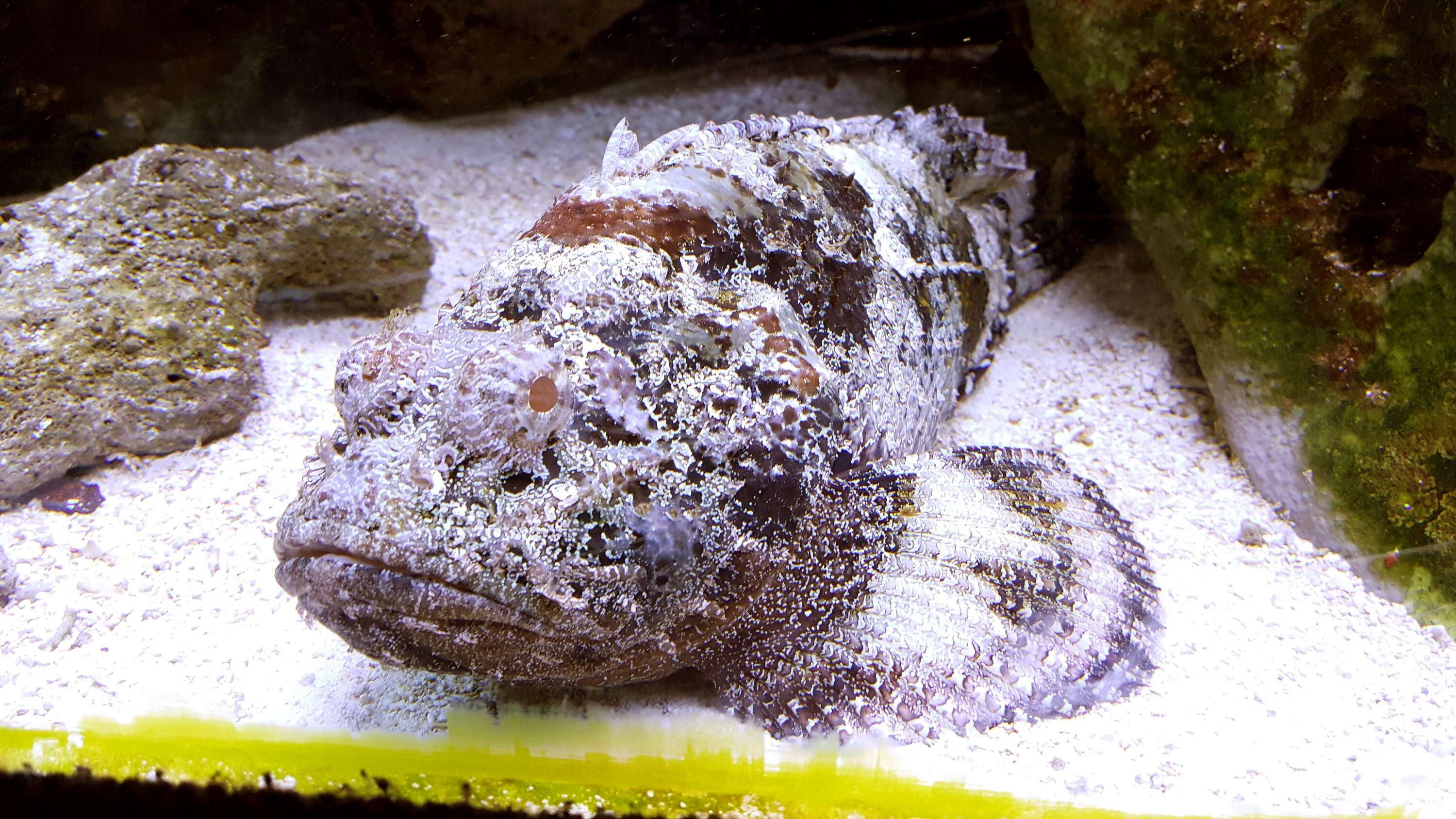 Image of Estuarine stonefish