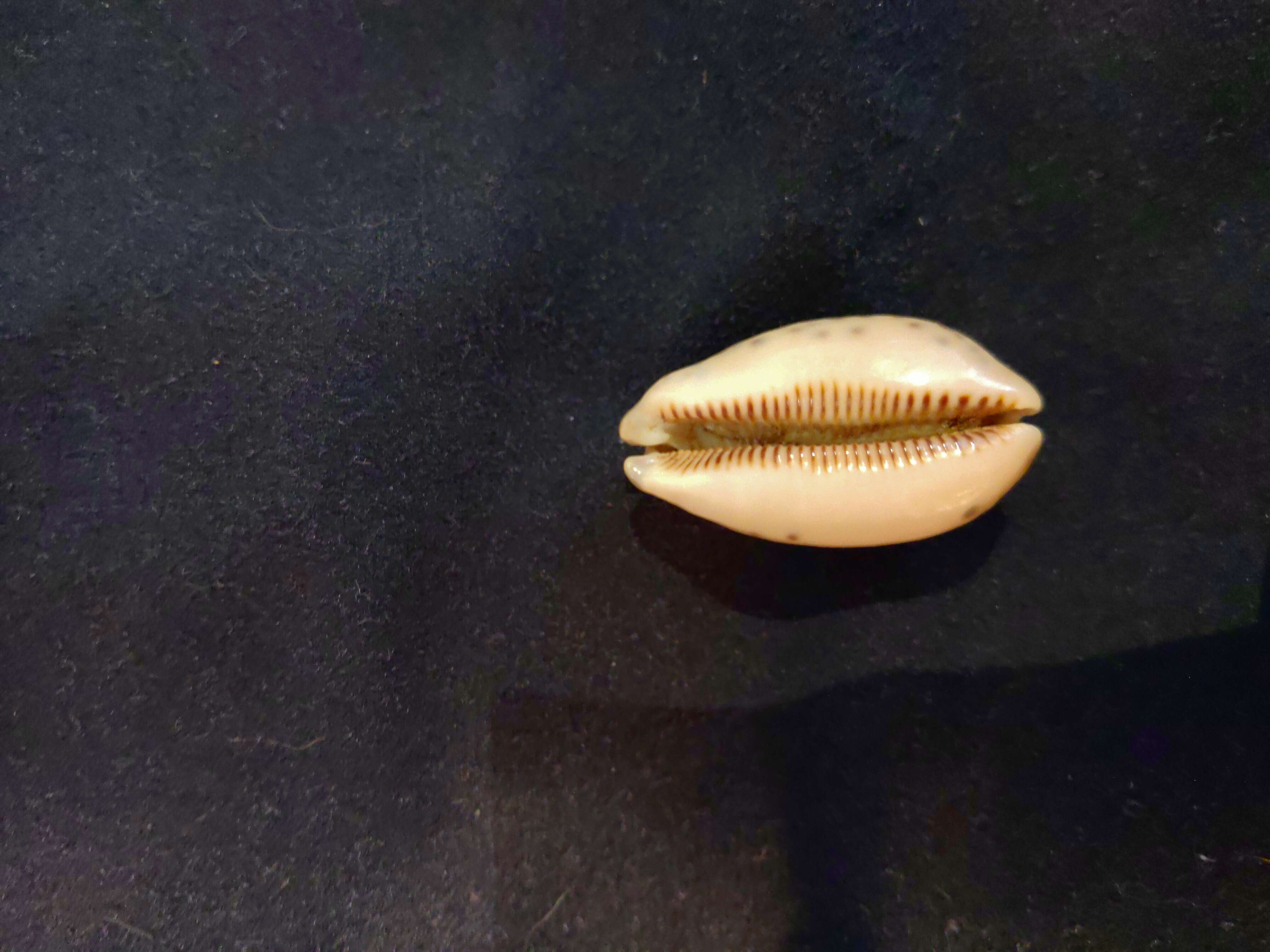 Image of jester cowrie