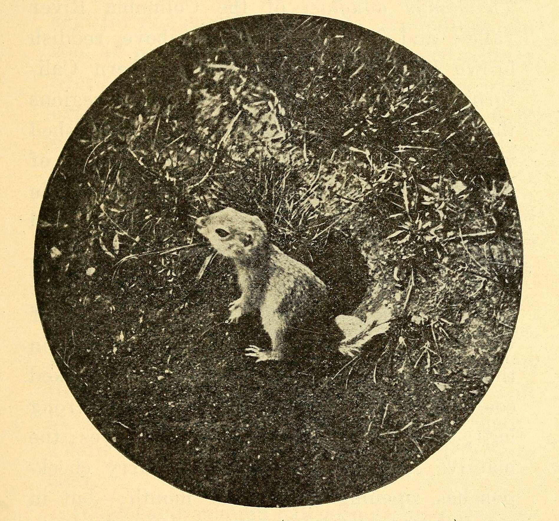 Image of Northern Pocket Gopher