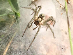 Image of Agelena labyrinthica (Clerck 1757)