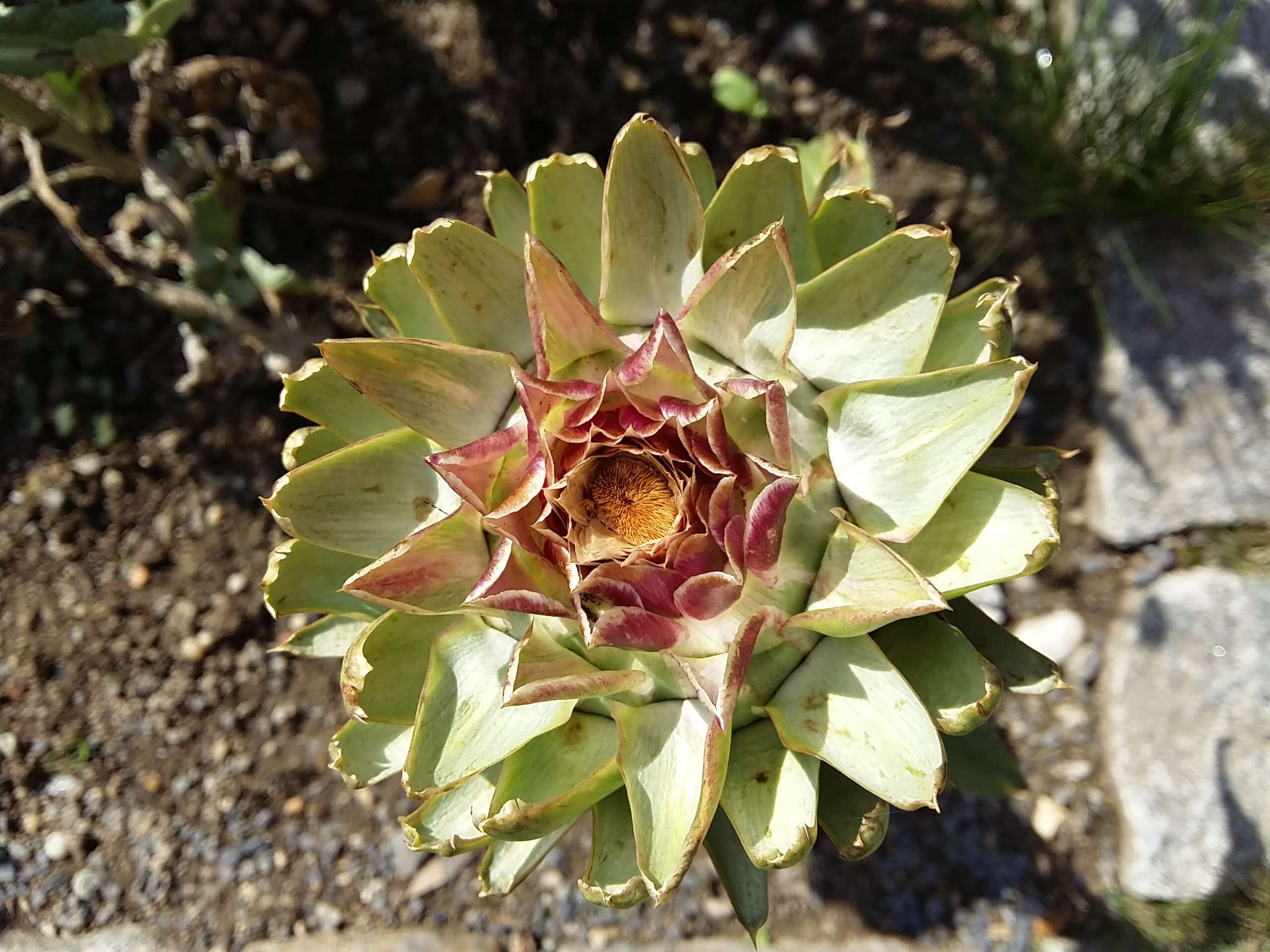 Image of cardoon