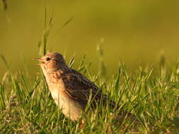 Image of Skylark