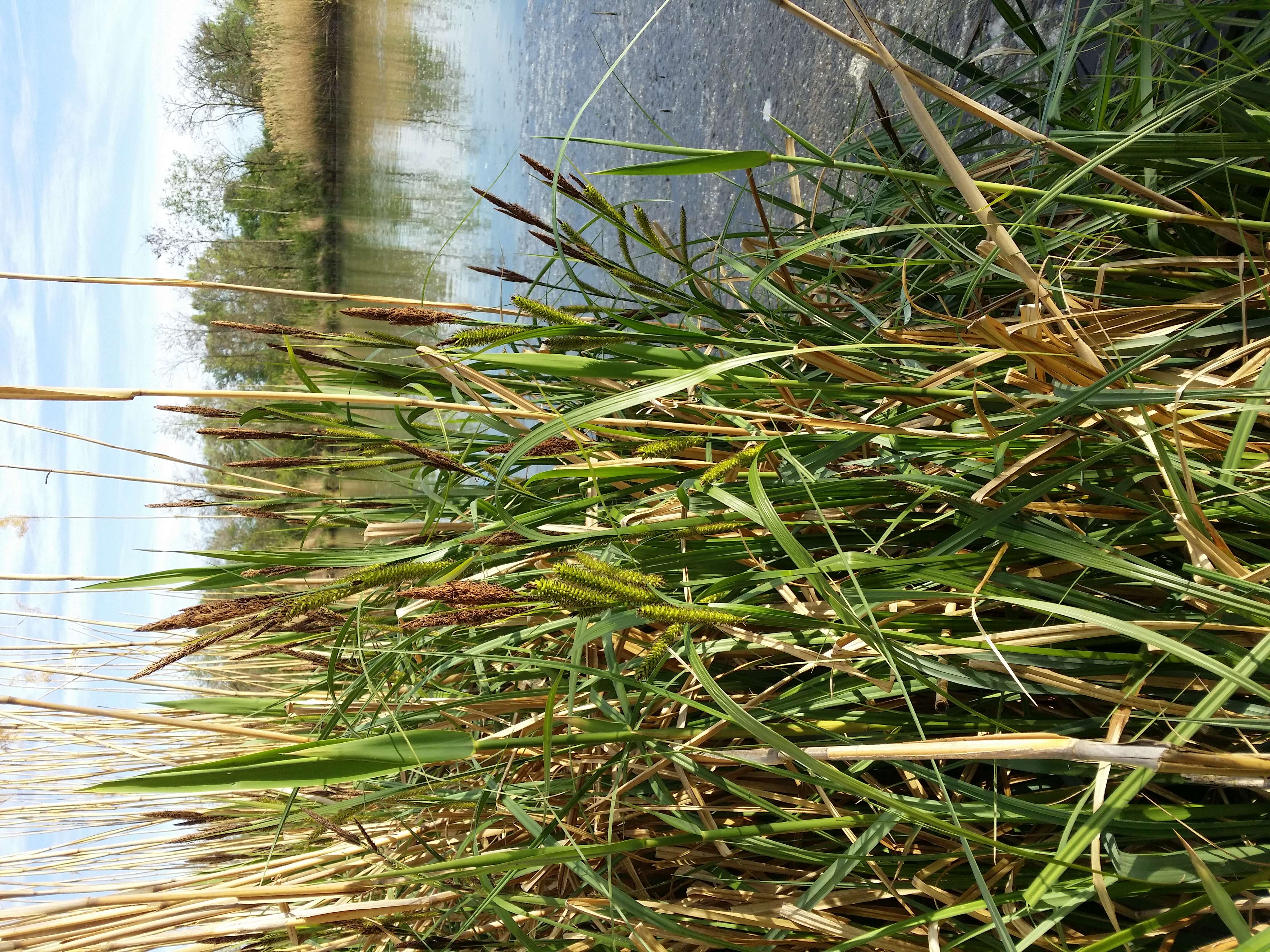 Image of Greater Pond-Sedge