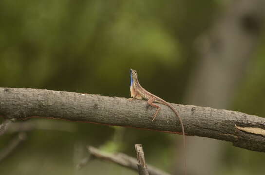 Image of Fan Throated Lizard