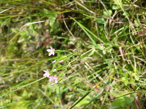 Image of branched centaury