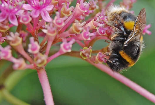 Image of White-tailed bumblebee