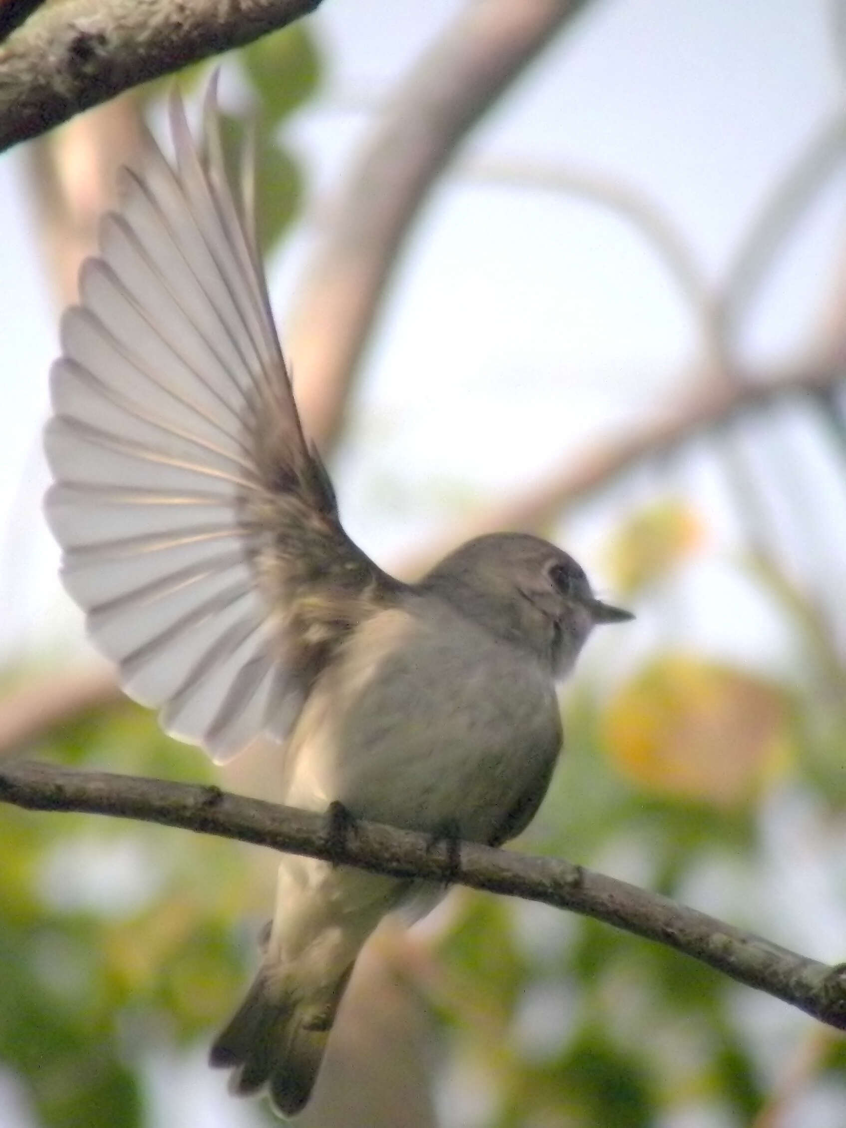 صورة Muscicapa dauurica Pallas 1811